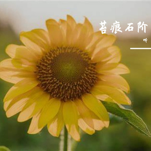 霜降时分的红围巾