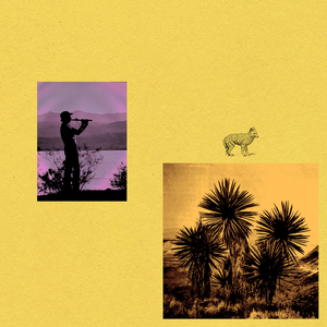 Turkey Vulture (Live July 15th 2023 Joshua Tree, Ca)