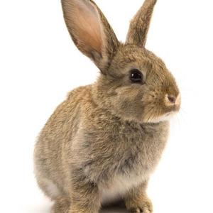 Jab Aadat Lagawalu Chhote Me Kahe Lajalu Ghote Me