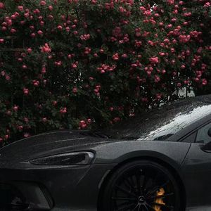 街边野花（Street Rose）