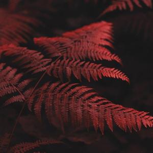 Red Fern