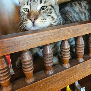 Tarde (Demo Version)