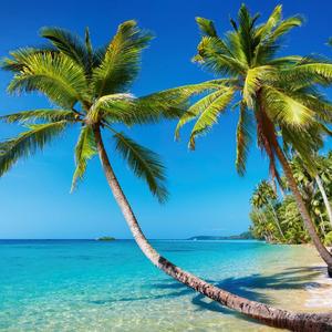 你是我的玫瑰花