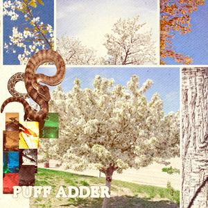 Puff Adder (feat. Proph3t)