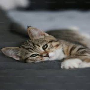 **** a cat killer