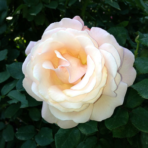 幸せになろう (Cover)