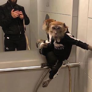 日吧歘与凤行 - 第四段