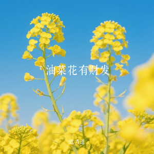 油菜花有财发