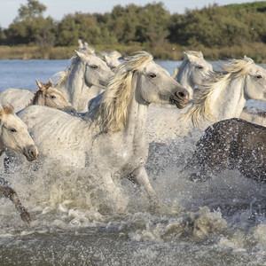 All the Pretty Little Horses (Instrumental)