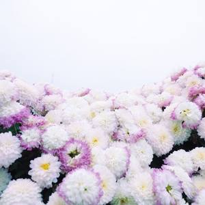 花朵和风 (铃铛曲)