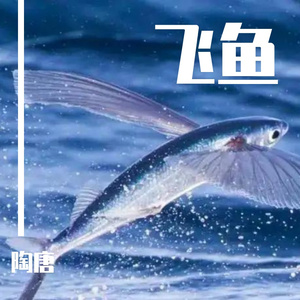 飞鱼