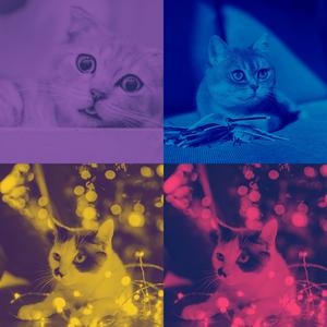 抚慰的小猫回忆