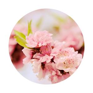 【涉忘川·七月彼岸花】彼岸