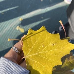 今天你要嫁给我