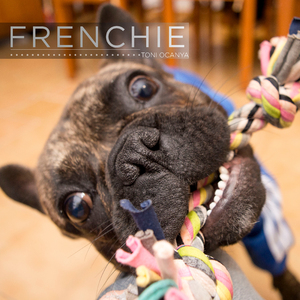 Frenchie