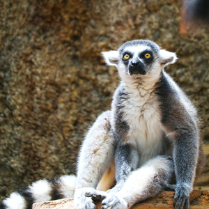 Lemur (feat. Bodega beats)