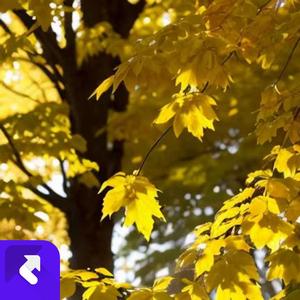 菩提禅心 (现场)