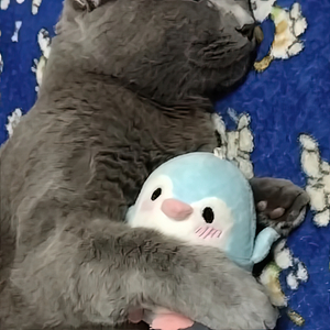 Quill Pen (Spanish Version)