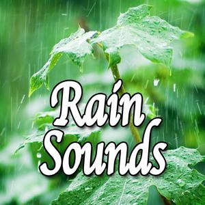 Soothing Rainshower for Deep Sleep (Nature Sound)