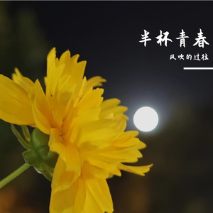 半杯青春