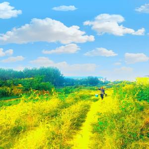 下了一夜的雨后清晨的雨滴