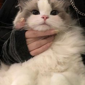 Ocho Cinco (sped up)