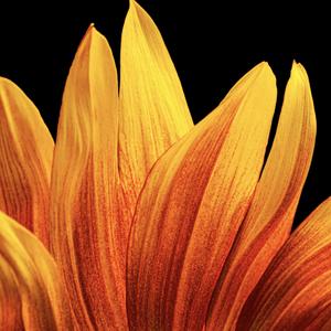 Girasoli (2002)