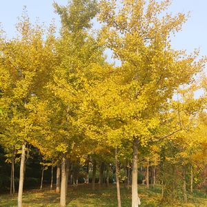 口琴：秋樱（cover山口百惠）