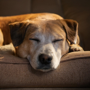 Melodías Suaves Para Perros Pacíficos
