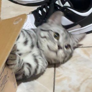 不必在乎我是谁（cover 林忆莲）（胡彦斌/单依纯 live版）