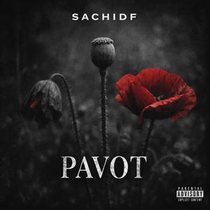 Pavot