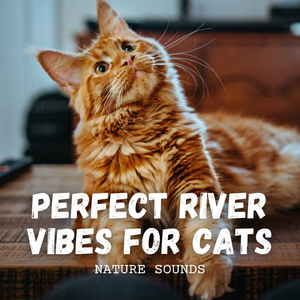 Contented River Cats