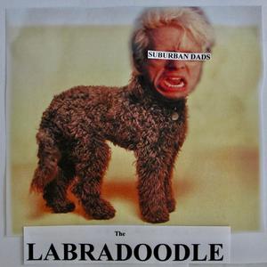 The Labradoodle Intro
