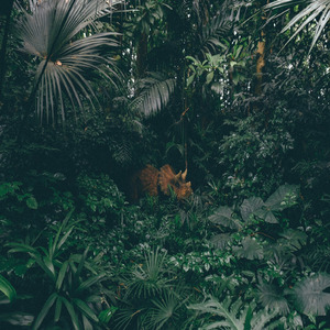Jungle Beats