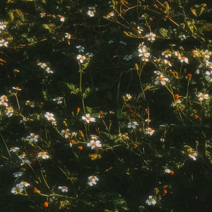 她的眼泪不是眼泪