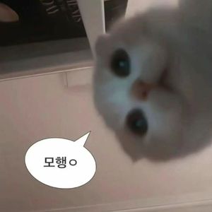 笨蛋爱
