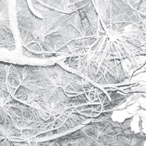 Melody for the Lifeless Body