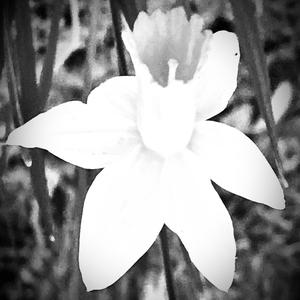 Spring 2