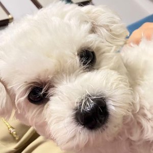 可爱的十二点狗