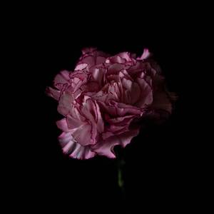 ALL I CAN TAKE (Piano Version)