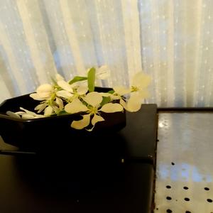 Eh! Cica! Hey! Mädel!