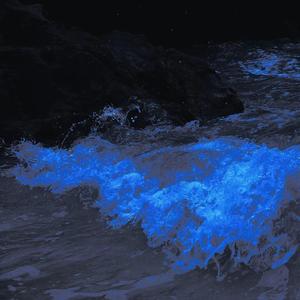 Low Of The World（越南版）