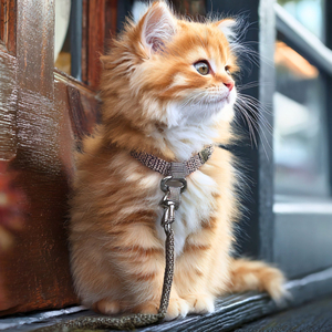 今日は一人でお留守番