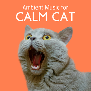 Feel Safe and Relaxed