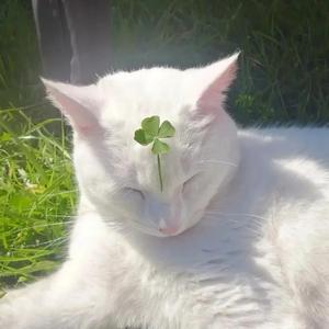 所念皆星河(钢琴版)