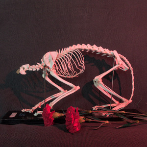 Морской котик