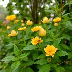 गुलाबी उर्दू तुम्हारी