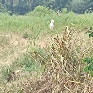 如果声音不记得