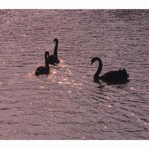 和你（cover余佳运）