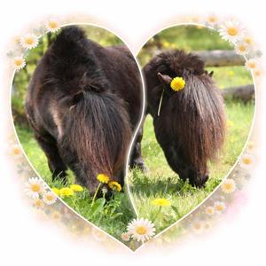 Felix galopperer videre